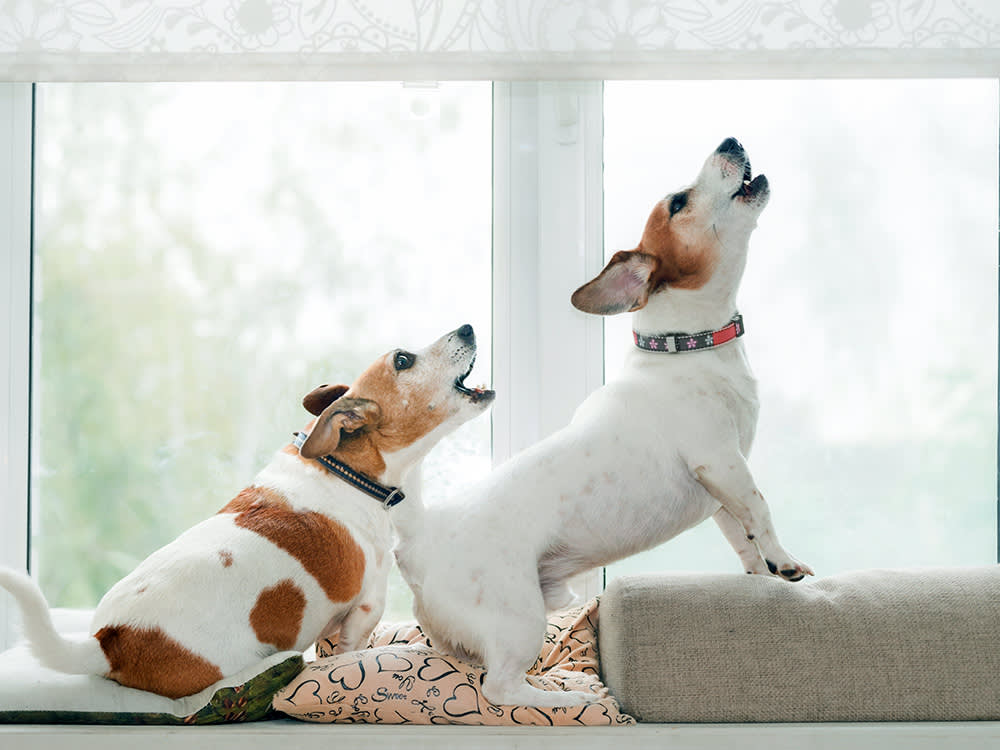 Your Second Dog Is Copying Your First. That's the Risk, Not the Perk.