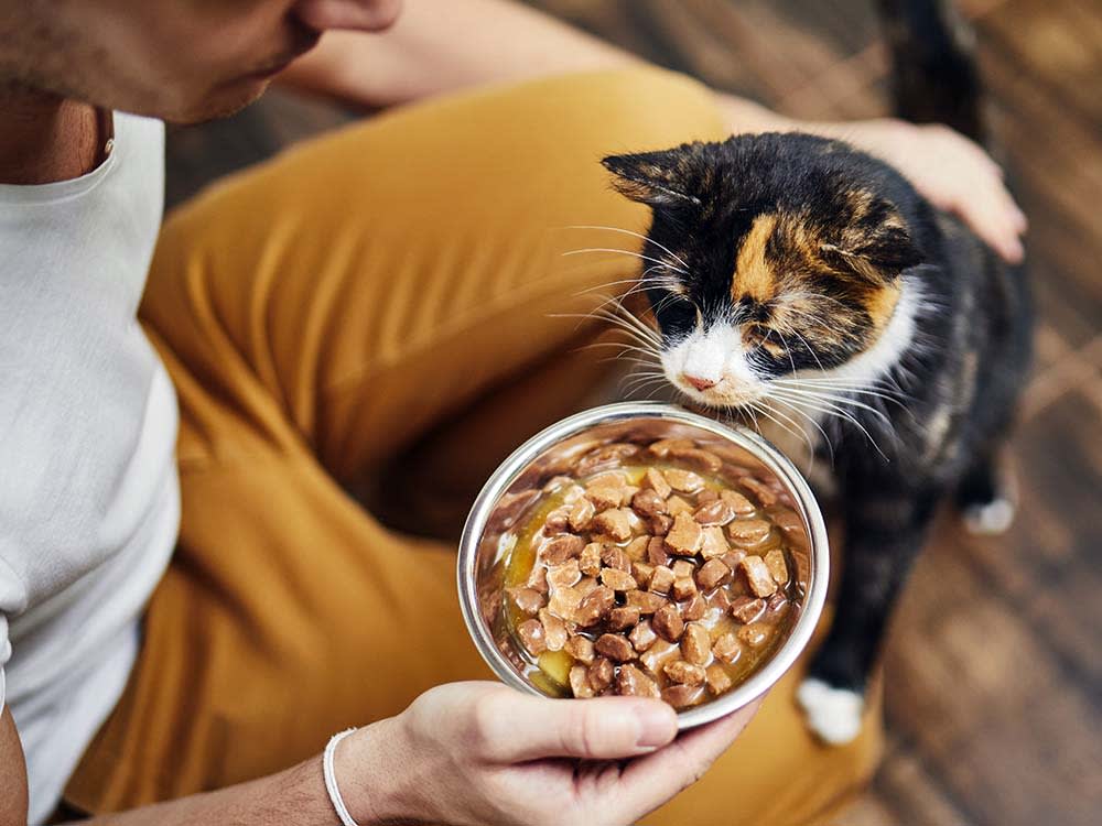 Your Senior Cat Isn't Picky. The Food Is the Wrong Temperature.