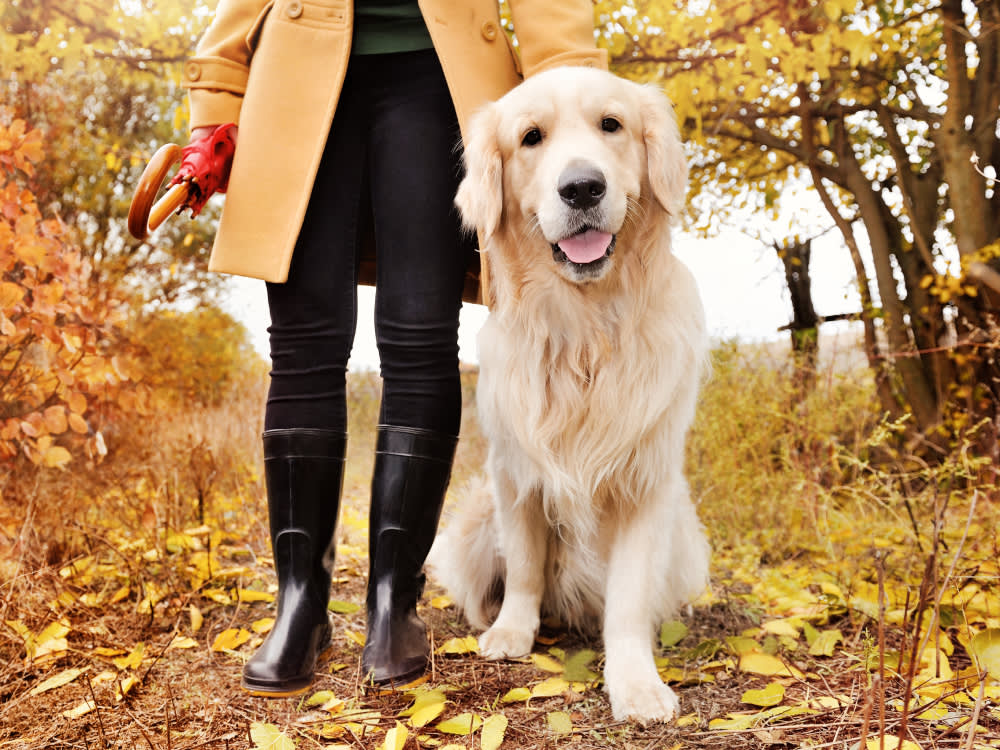 The Best Thing You Can Do for an Arthritic Dog Isn't a Supplement
