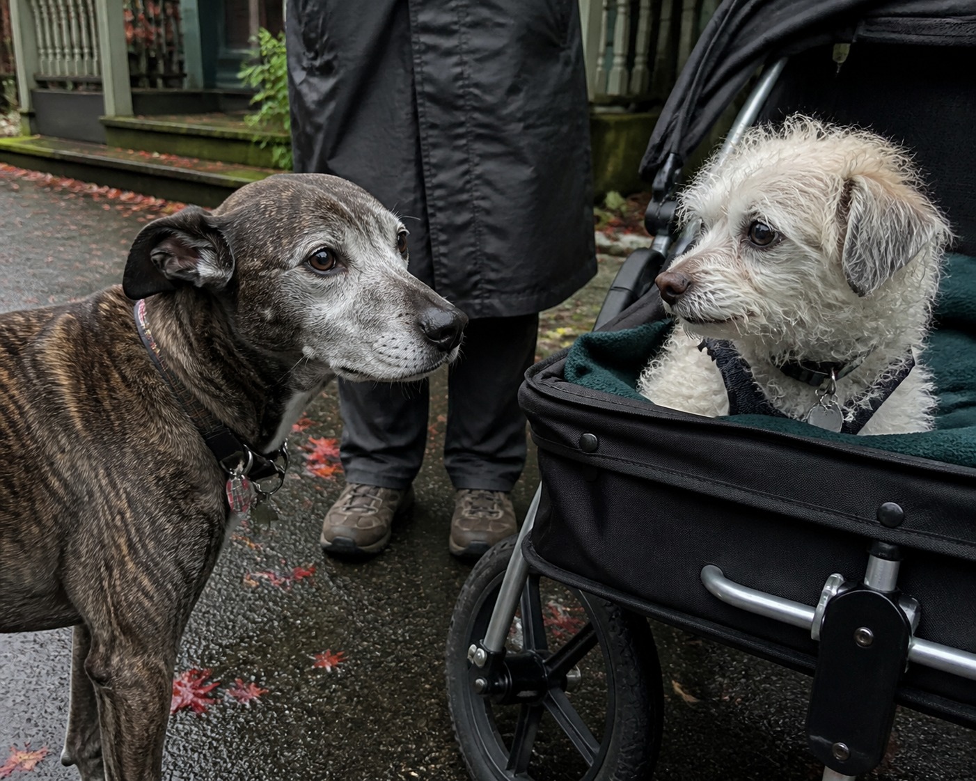 A $150K Salary, Two Senior Dogs, and a $695 Month I'd Spend Again