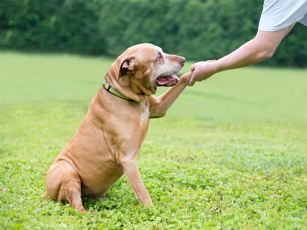 'You Can't Teach an Old Dog New Tricks' Is Backwards
