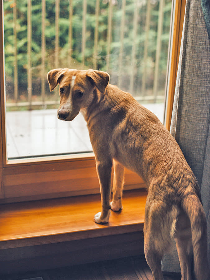 The Stuffed Kong Won't Save You: 7 Lies About Separation Anxiety