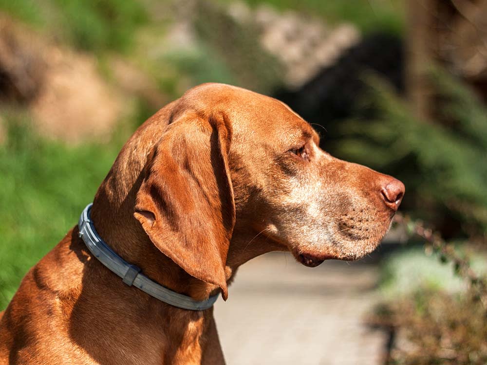 Seresto's Collar Was Tied to Thousands of Pet Deaths. Here's What the Numbers Actually Mean.
