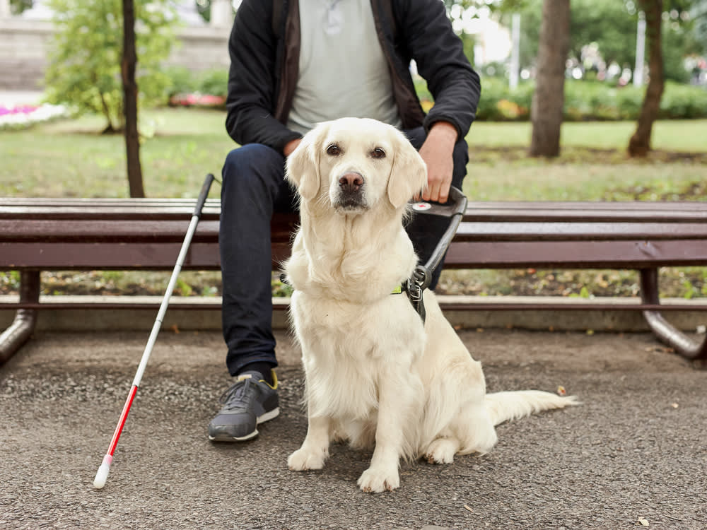 Service Dog or Therapy Dog? Almost Everyone Gets This Backwards.