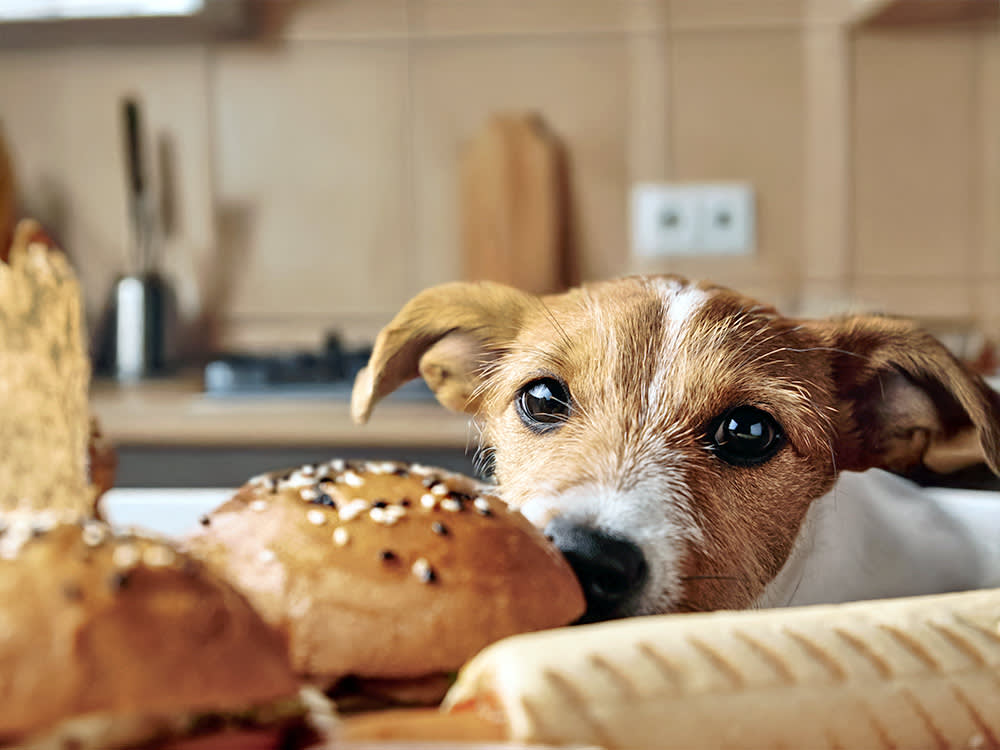 Raw Sesame Seeds Pass Right Through Your Dog. Toast Them or Skip Them.