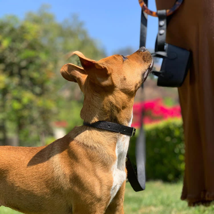 This Vegan Dog Leash Doubles as a Bangle