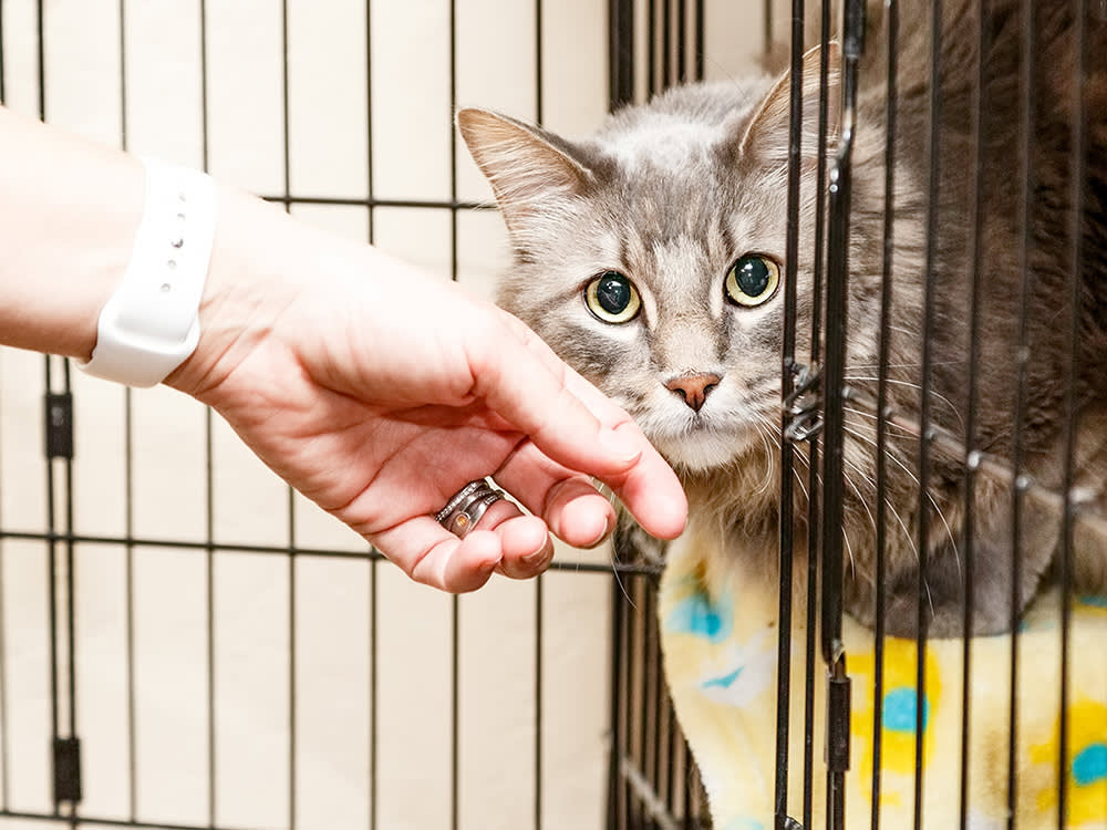 A Shelter Cage Hides Almost Everything. These 12 Questions Don't.