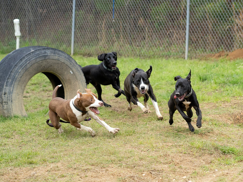 The Shelter Dog Everyone Called 'Aggressive' Just Needed a Playground
