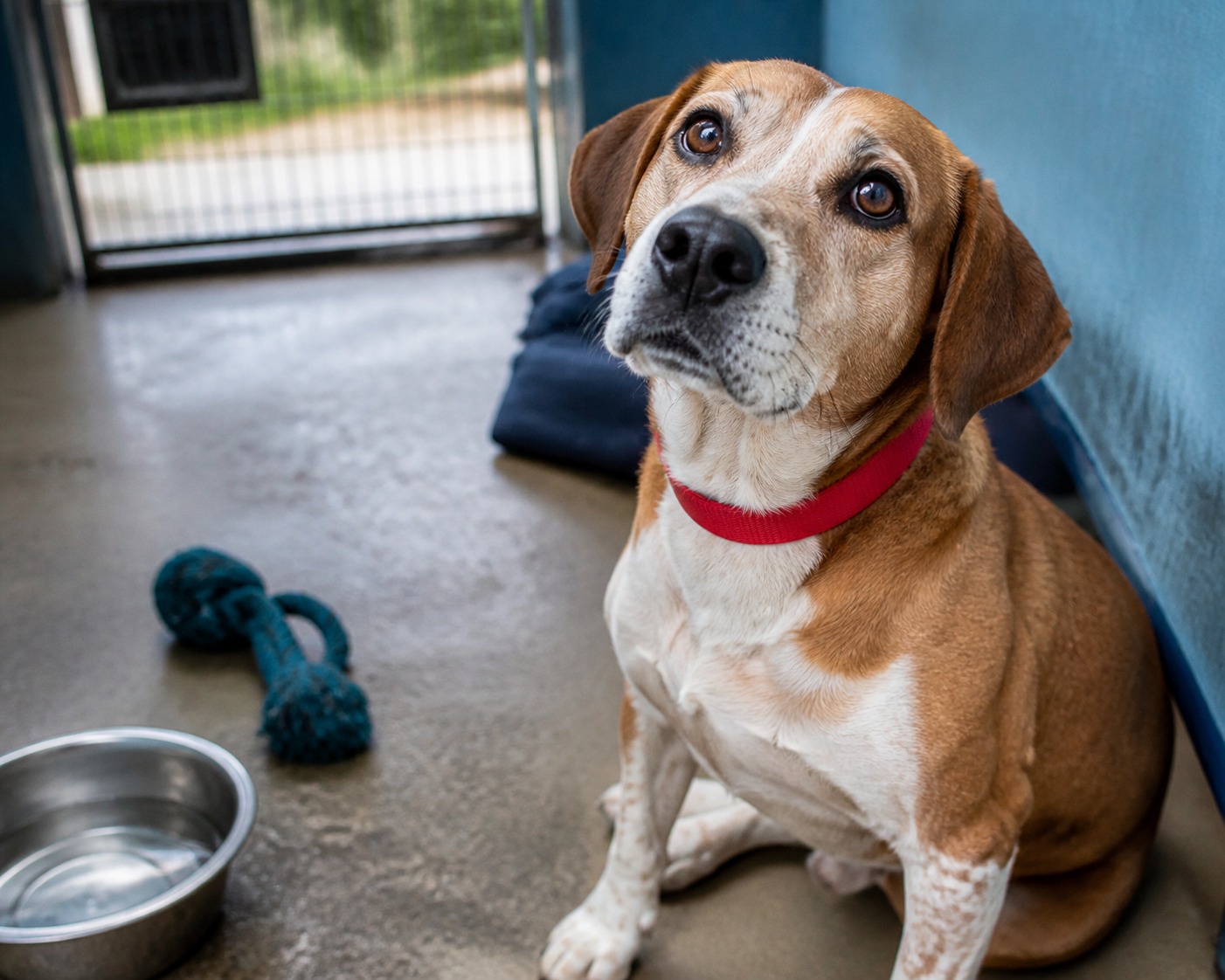 12 Questions a Shelter Won't Volunteer, But Will Answer