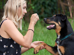 Shelter Temperament Tests Are Barely Better Than a Coin Flip. Good Dogs Die for It.