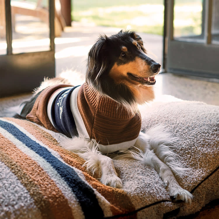 Shinola Made a Dog Collection, and It's Almost Too Nice for the Dog