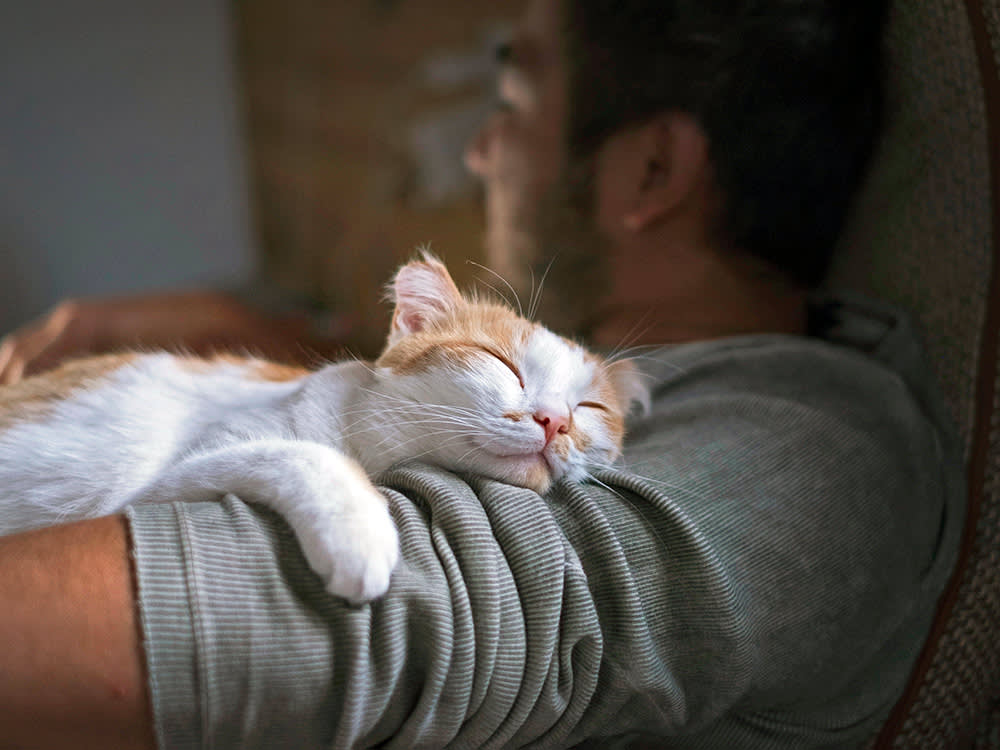 Forget 'Does My Cat Love Me?' The Real Question Is Whether They Feel Safe. 6 Signs They Do.