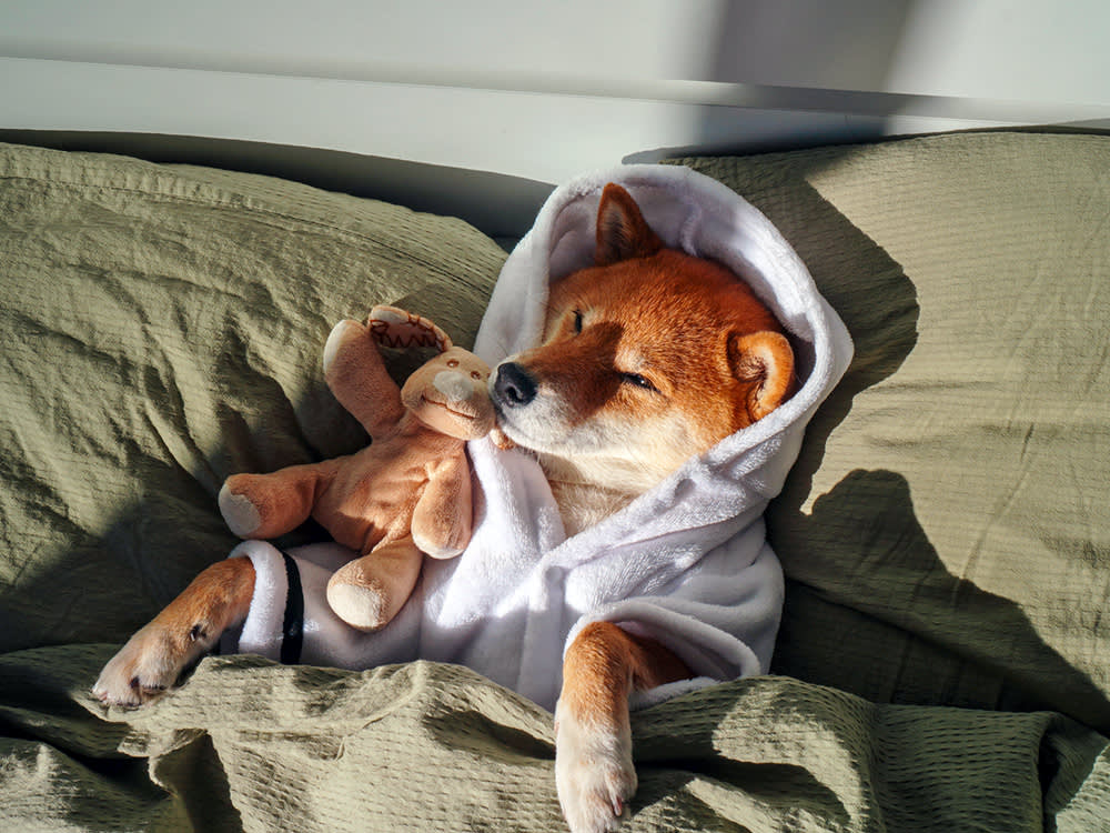 The Weird Little Rituals Pet Parents Refuse to Skip
