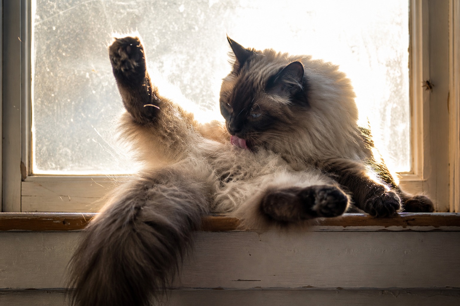 Long Hair Is the Least Important Thing About a Long-Haired Cat
