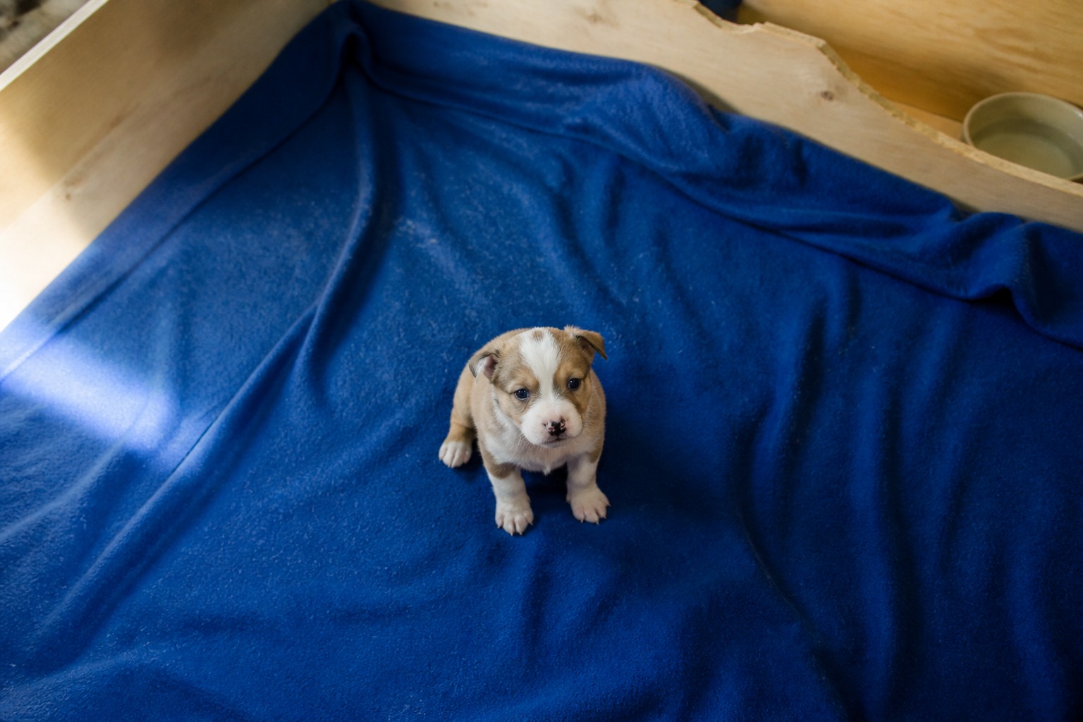 The Only Puppy in the Litter Missed a Class. It Shows Up Years Later as a Bite.