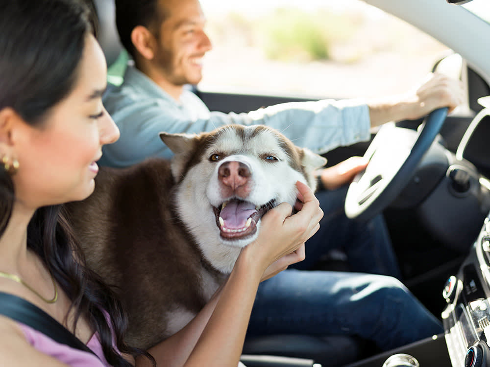 Flying With Your Dog Is Often the Worst Option. Drive.