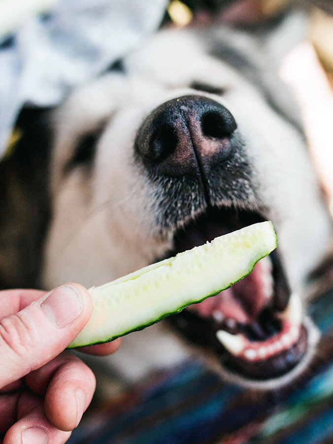 It Was Never About the Cucumber: Why Pickles Fail the Dog Test