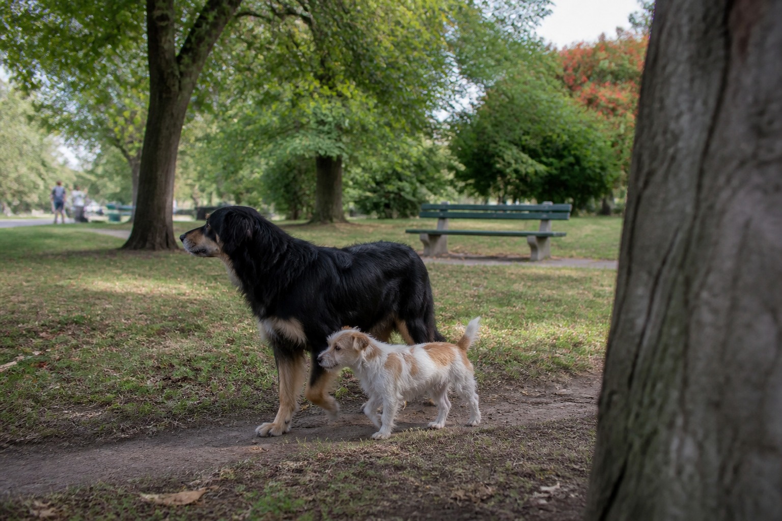 Your Little Dog Isn't Starstruck by Big Dogs. They Feel Safer.