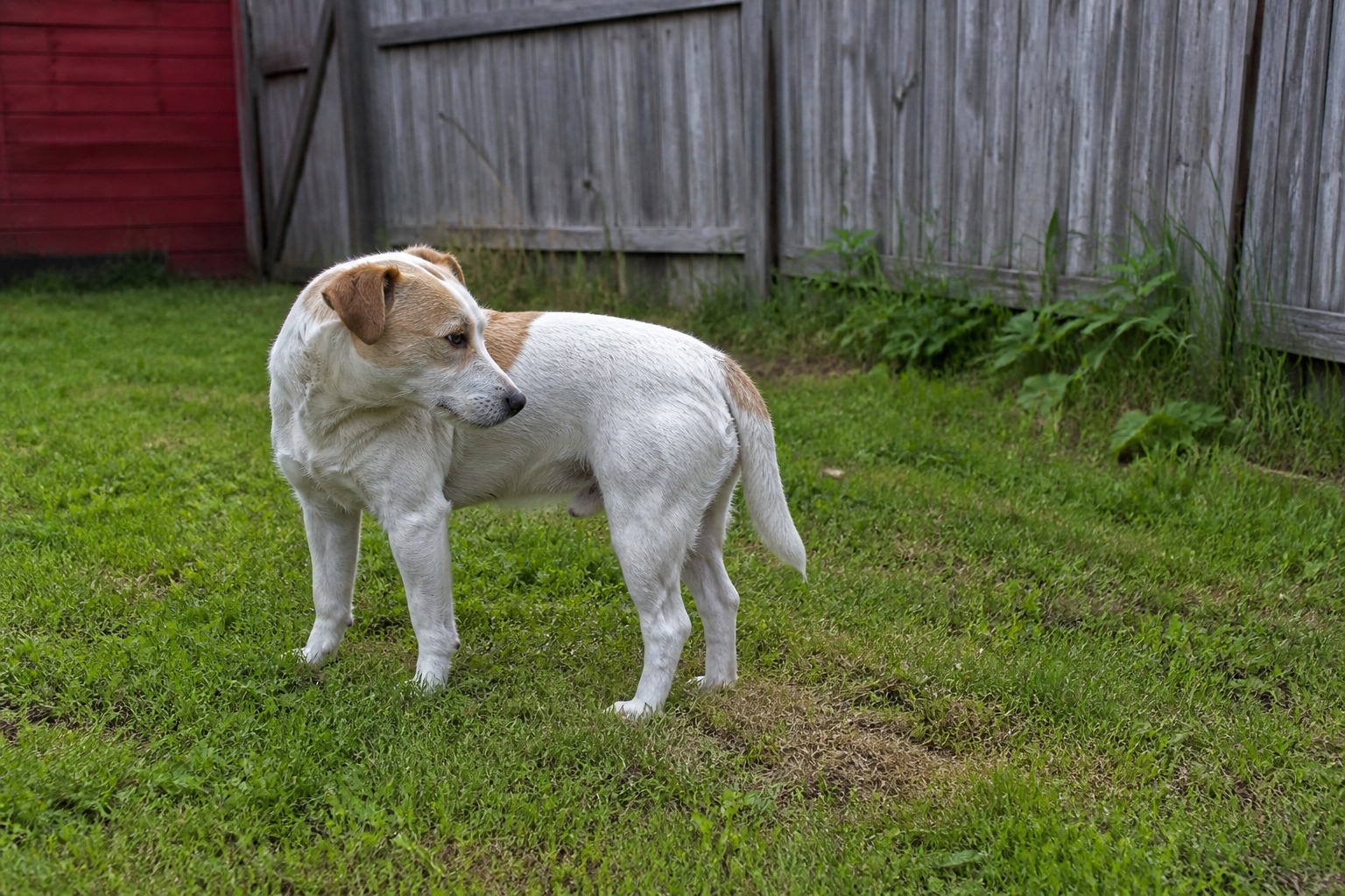 Your Straining Dog Might Not Be Constipated at All