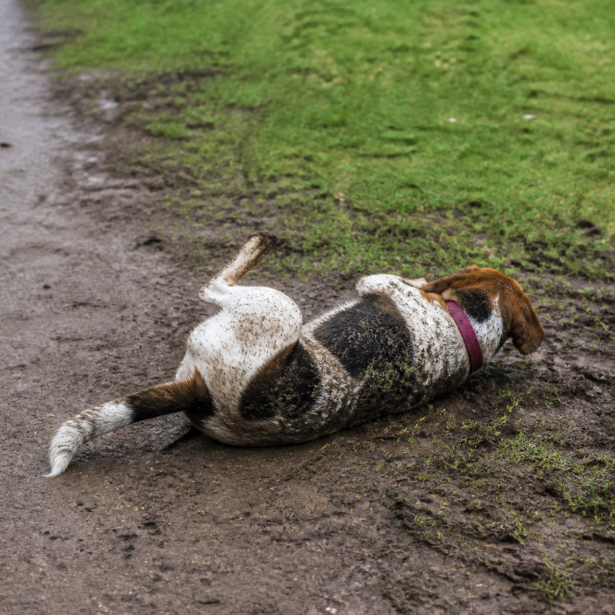 Mud Won't Hurt Your Dog. What's Living In It Might.