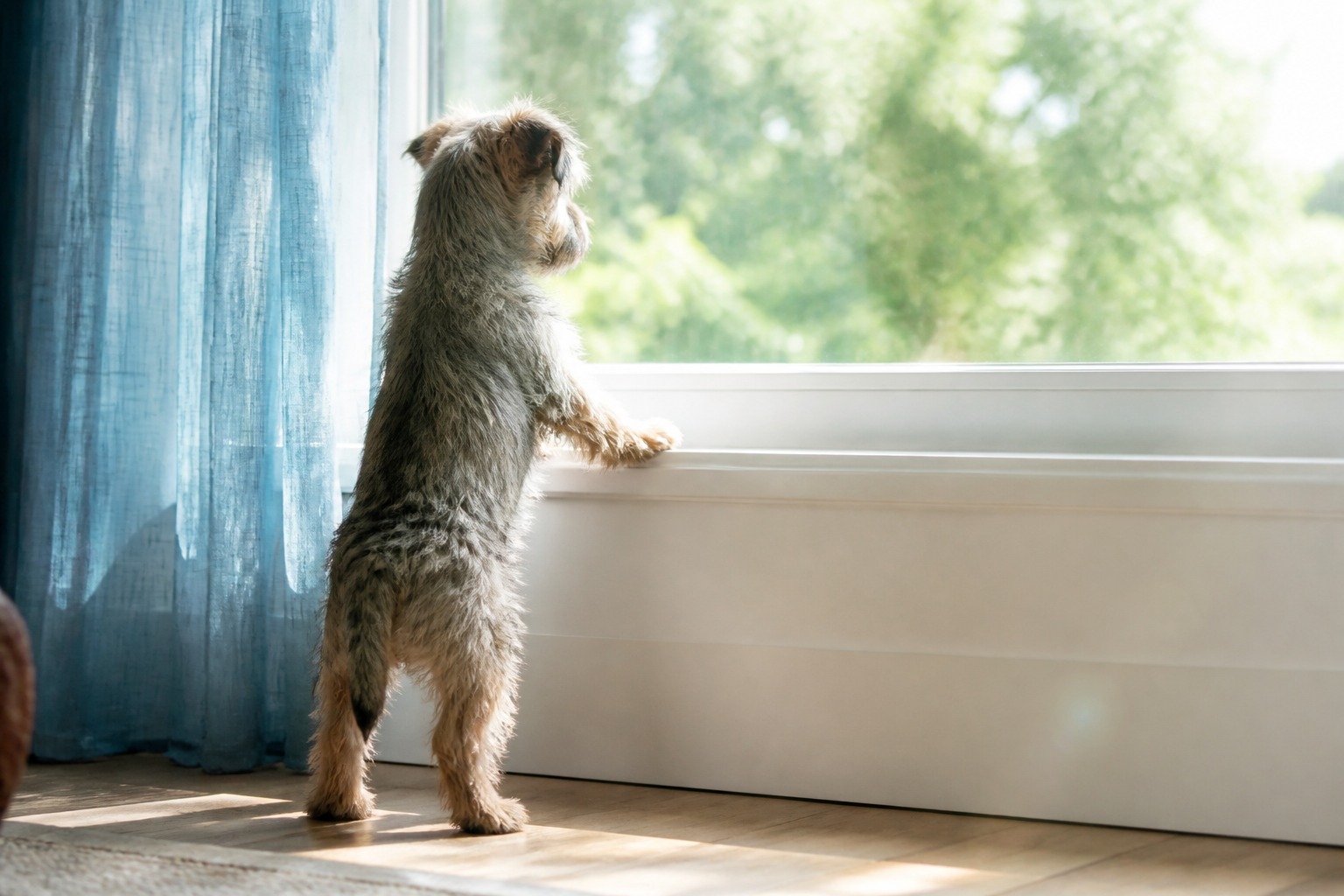 The '1 Hour Per Month' Puppy Rule, and When You Have to Break It