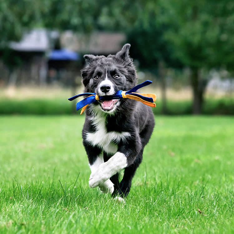 Every Sign of a Smart Dog Is Also a Complaint About Them