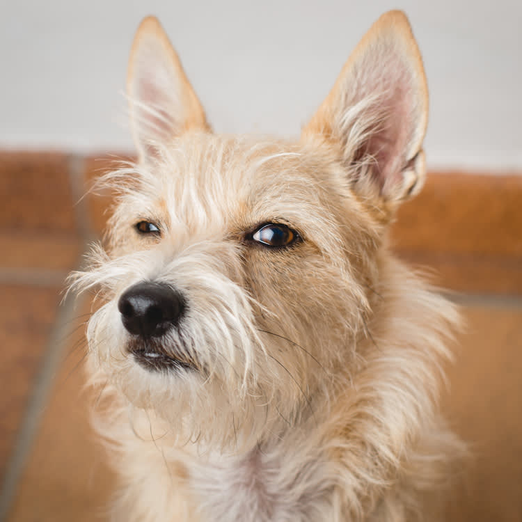 Your Dog Hates These 8 Smells. Some of Them Can Actually Hurt Them.