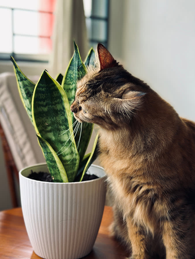 Snake Plant and Cats: A Bitter Plant Cats Reject, and the One Reason to Still Move It