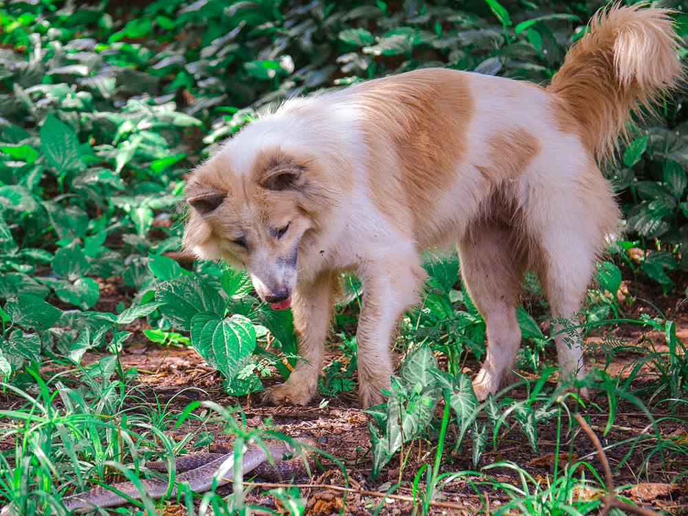 Every Second You Spend on Snakebite First Aid Is a Second Your Dog Is Dying