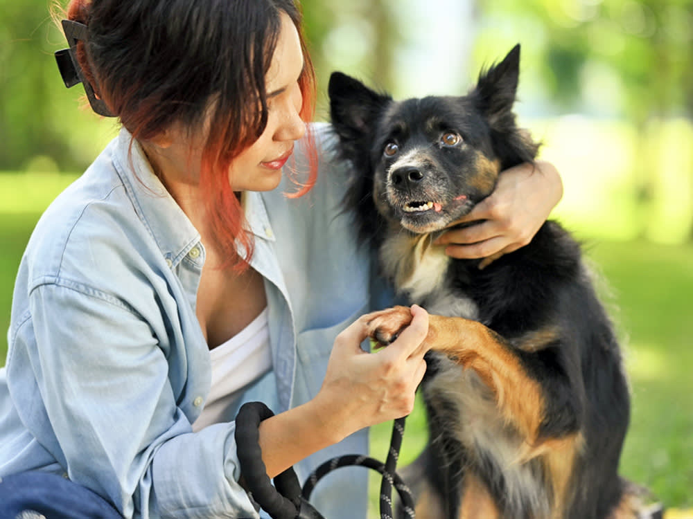 Your Dog's Sore Nail Is Rarely 'Just a Fungus'