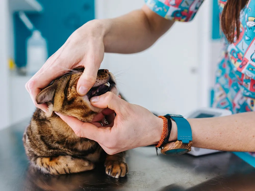 That Sore in Your Cat's Mouth Isn't Nothing. Here's How to Read It