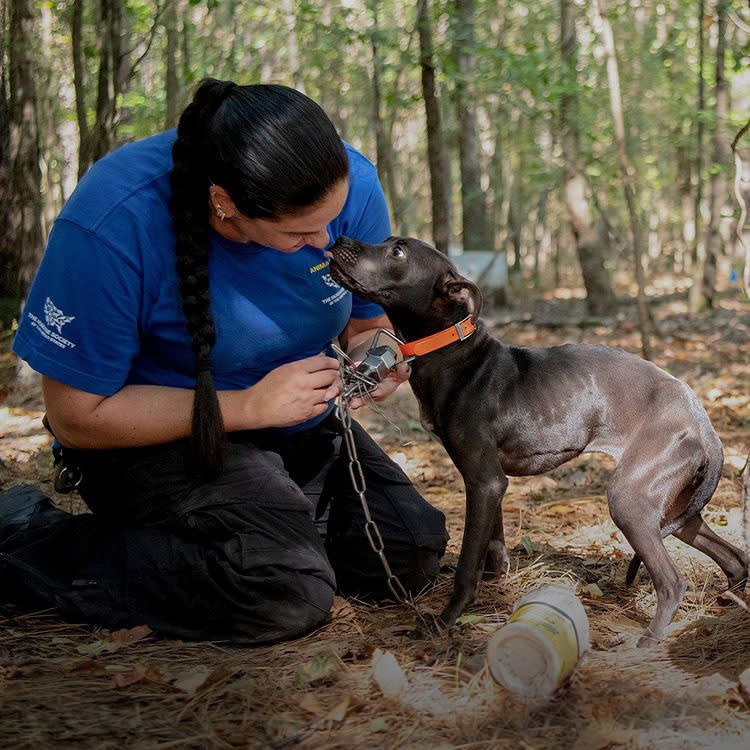 They Seized 305 Dogs, 30 Guns, and $40,000. The Dogs Were the Easy Part.