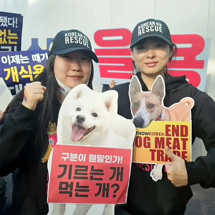 South Korea Outlawed Its Dog Meat Trade. The Hard Part Is the Half-Million Dogs Left Behind.