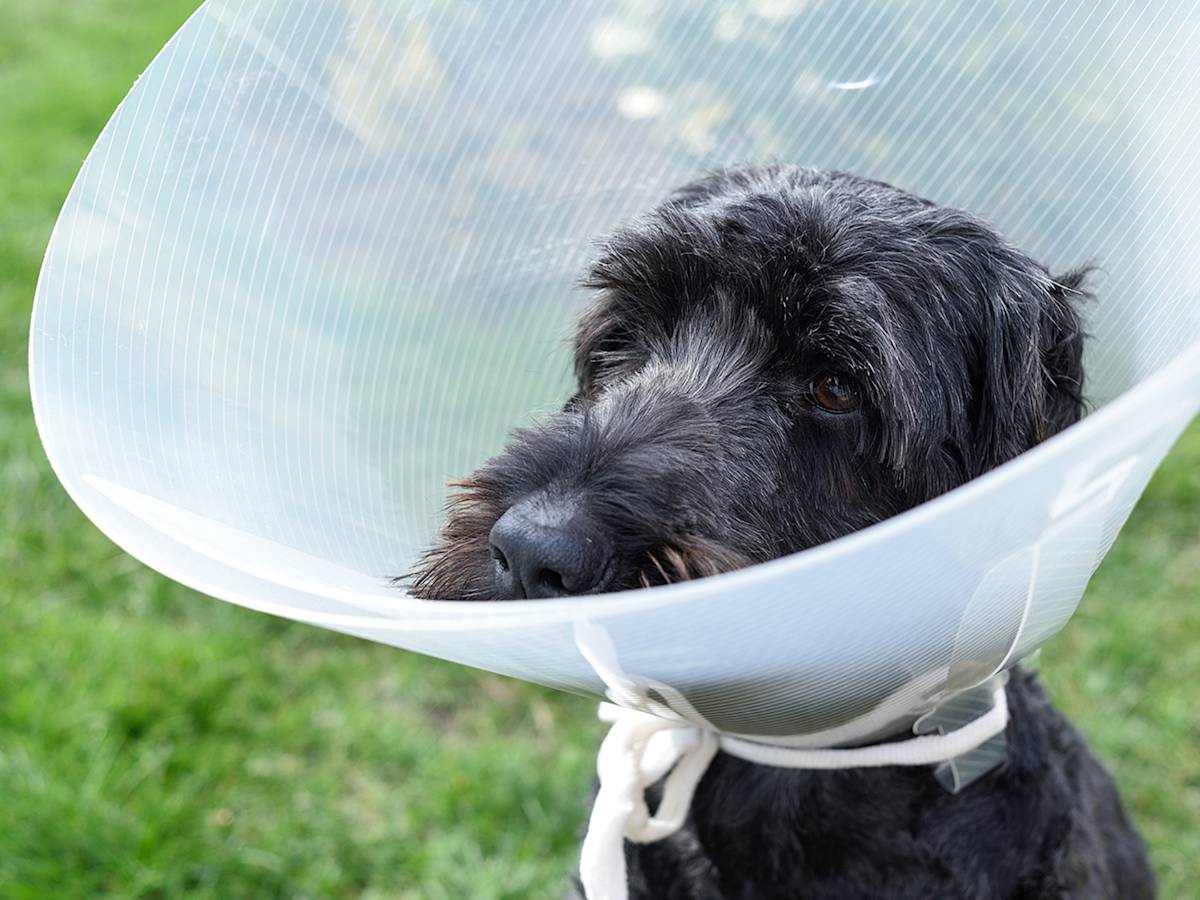 Should You Spay or Neuter Your Dog? Yes, but 'When' Is the Real Question Now