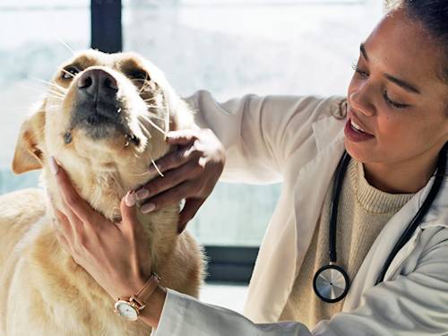 Spaying Is One of the Best Things You'll Do for Your Pet. Insurance Mostly Won't Pay for It.
