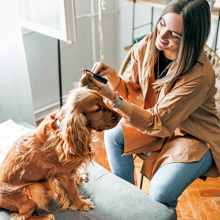 "I Didn't See Any Fleas" Is the Most Misleading Thing to Say About an Itchy Dog