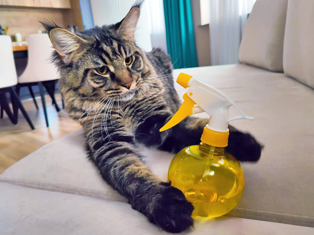 The Spray Bottle Doesn't Teach Your Cat to Stop. It Teaches Them to Wait Until You Leave.
