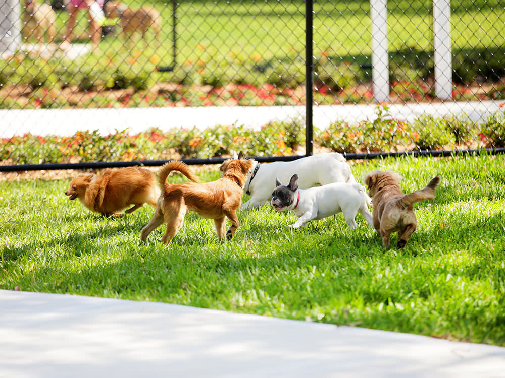 Want a Neighborhood Dog Park? Stop Talking About Your Dog.