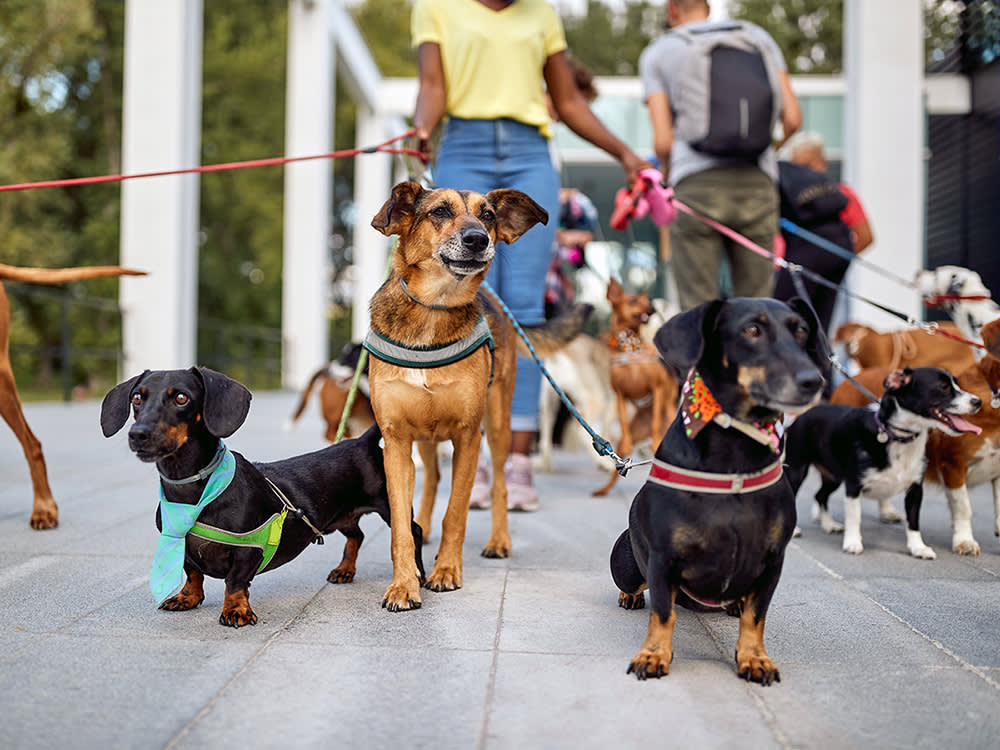 Walking Dogs for a Living Is a Real Business. The Boring Parts Are What Make It Work