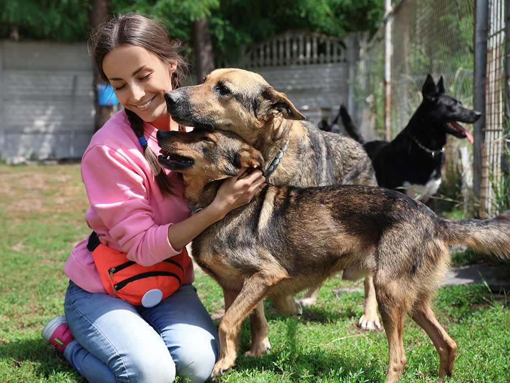 Starting an Animal Rescue Is Mostly Paperwork, Not Puppies. Read This Before You Leap