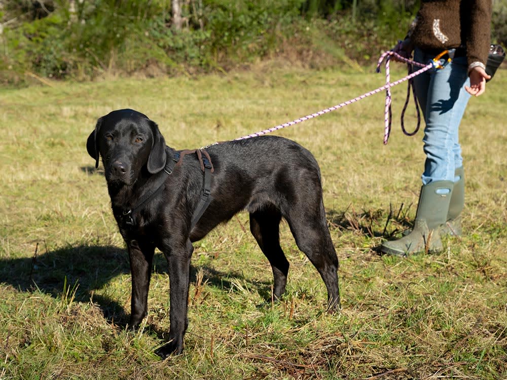 Your Dog Pulls Because You Pull Back. Rock Climbers Found the Fix.