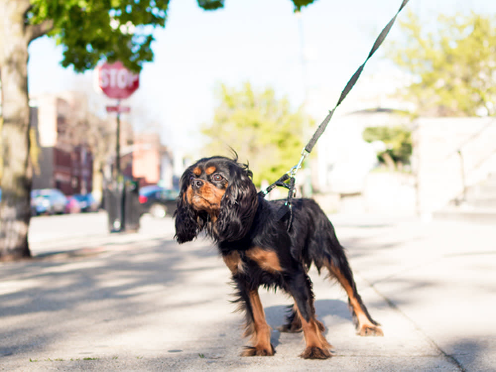Your Dog Isn't Being Bad When They Lunge at Cars. Their Brain Thinks It's Hunting