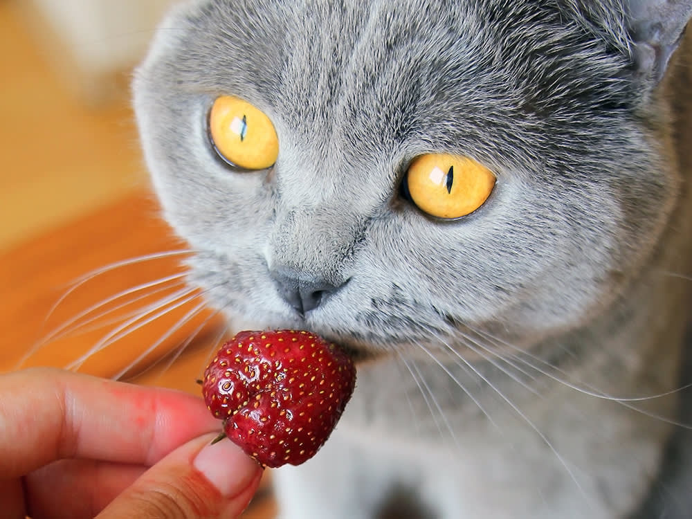 The 'Superfood' Strawberry Does Nothing for Your Cat. They Can't Even Taste It