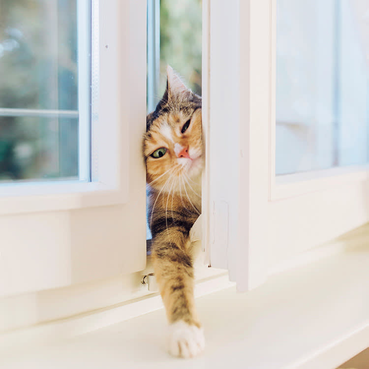 A Cat Just Picked You. Now Read It Correctly