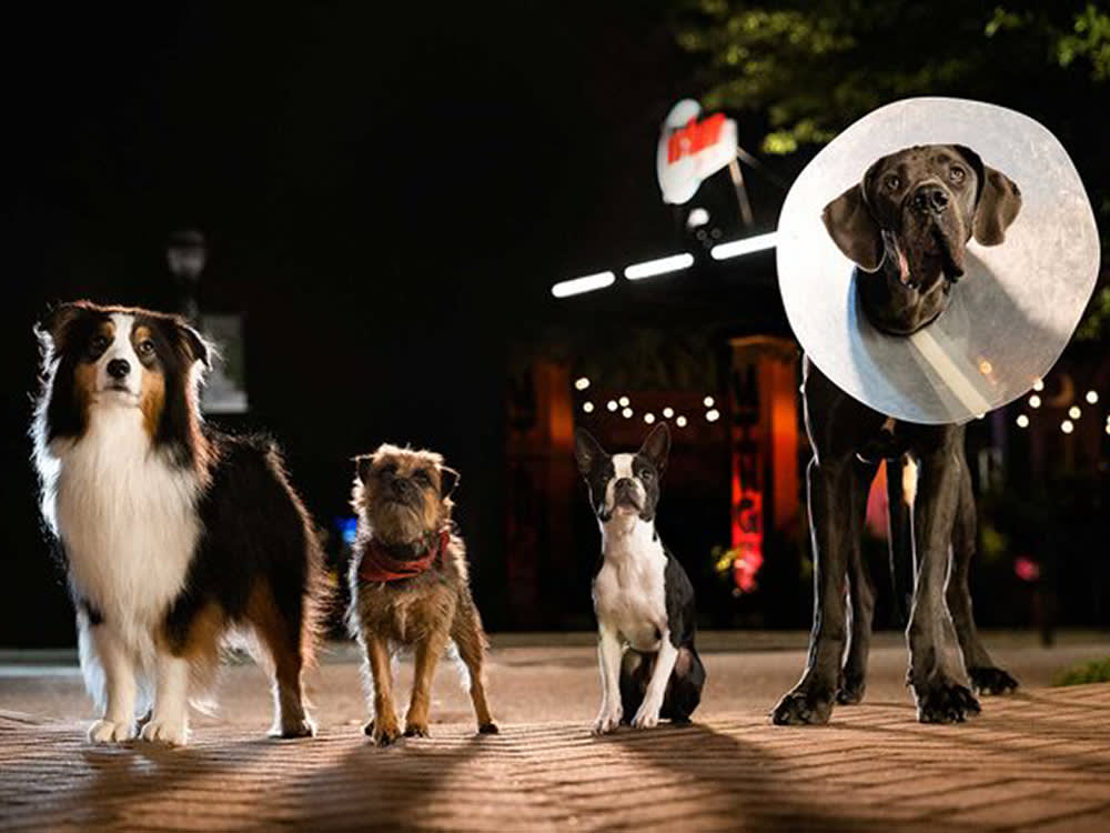 The Filthiest Dog Movie Ever Made Is Also the Most Honest About Dogs