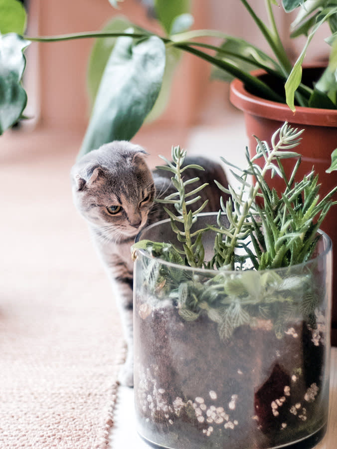 Not All Toxic Succulents Are Equal: The One Cat Owners Underestimate