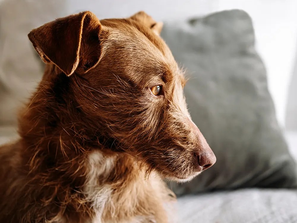 Your Dog's Cancer Pill Was Built for Humans First. That's Exactly the Point.