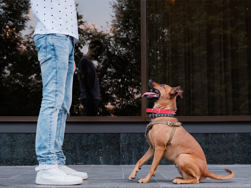 'Back Up' Is the Most Useful Trick Your Dog Doesn't Know