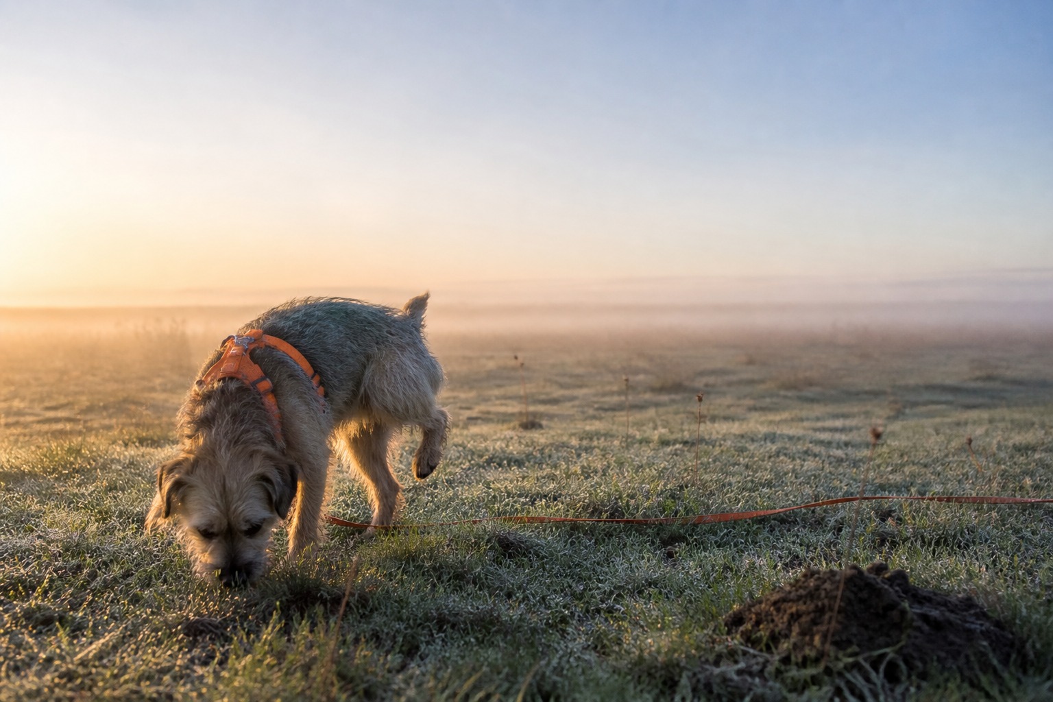 Your Dog Isn't Stalling Before They Poop. They May Be Checking a Compass.