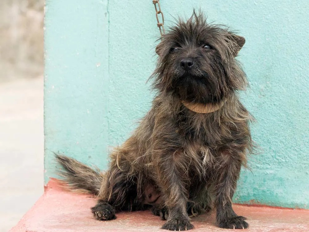 Texas Banned Dog Chains. The Real Fix Was a Deleted Sentence